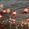 Cardinal Indoor & Outdoor Patio Light with Green Wire Set
